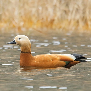 Ruddy Shelduck